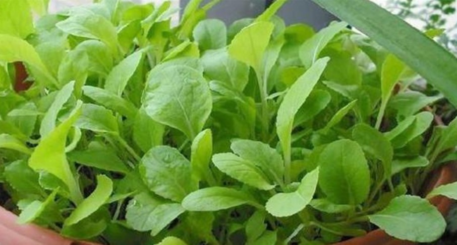 养花不如种菜,一把种子撒土里,10天就能吃,一年不用买菜!