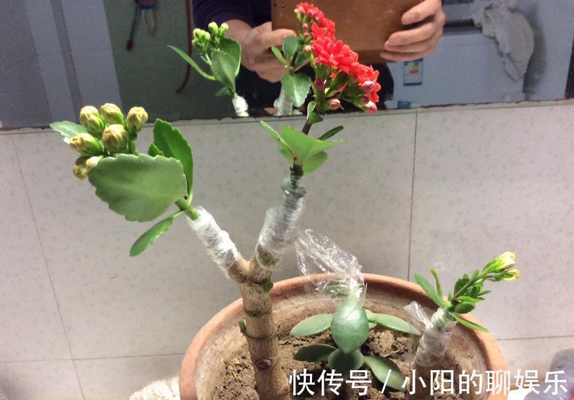 “寿命长”的11种花,好养寓意好,越养越值钱