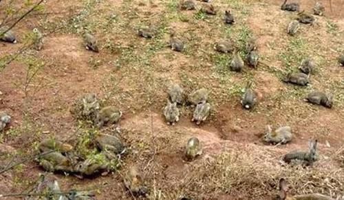 国外泛滥成灾,让人无可奈何,国内却成美味被大量养殖,一只90元