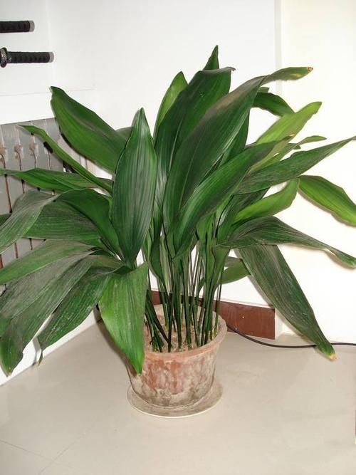  建议|室内光线暗的位置，建议安排4种花，耐阴好养护