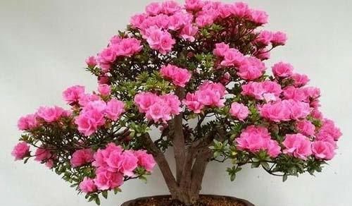 杜鹃花如何养？