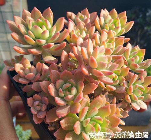 20款高贵梦幻紫色多肉,养一盆“紫气东来”,总有一款是你喜欢的