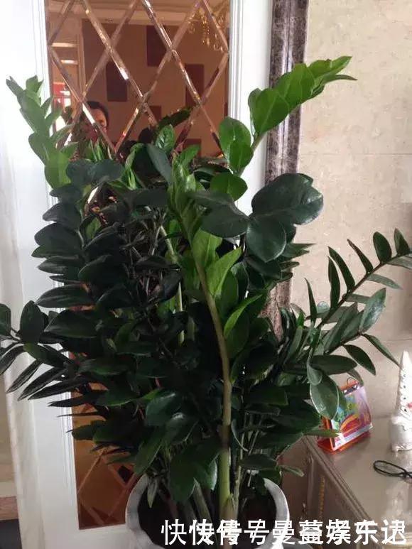 事业|家里3种花，镇宅旺事业，养的人越来越多了，看看你家有没有？