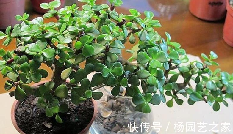 多肉|金枝玉叶长得不漂亮？做好这3点，轻松整容成靓盆景