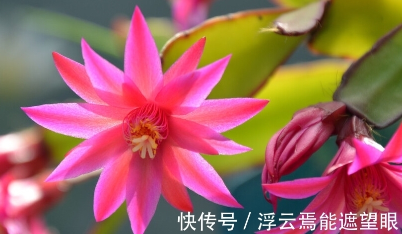 做好这些,蟹爪兰生长健壮,花朵繁多