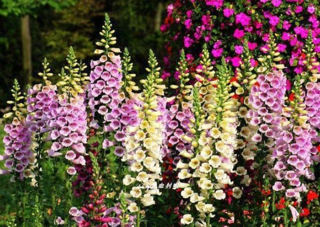 这三种花名字很土气,开花却能美翻天,可以和孔雀开屏媲美