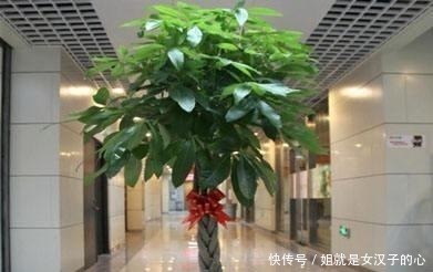 客厅摆上3种“树”,气派又吉利,枝繁叶茂,家人平安健康!