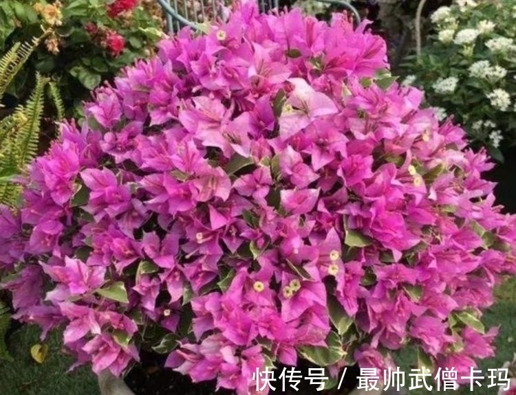 养护|几种花,开花漂亮又好养,养上一盆四季欣赏,好养活还不贵