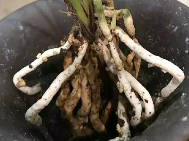 兰花“烂根”了,就用这“4步”,轻松解决,新根长不停!