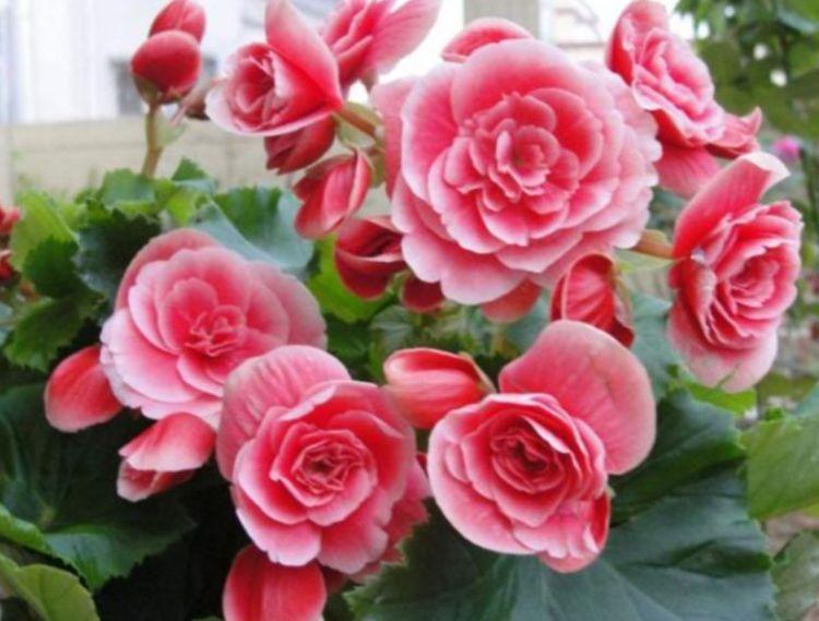 养护|最适合新手养的4种花，沾土就能活，开花超漂亮，花期还长