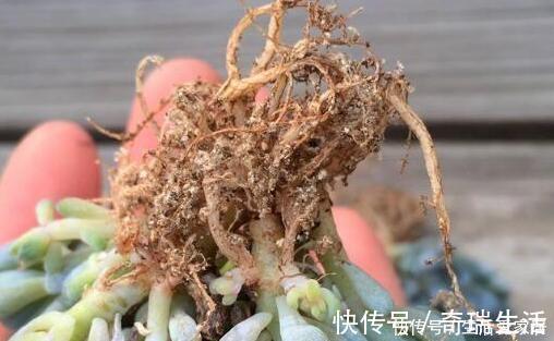 新手|多肉植物''夏必死''摸清5个门道,新手花友入手不再犯愁
