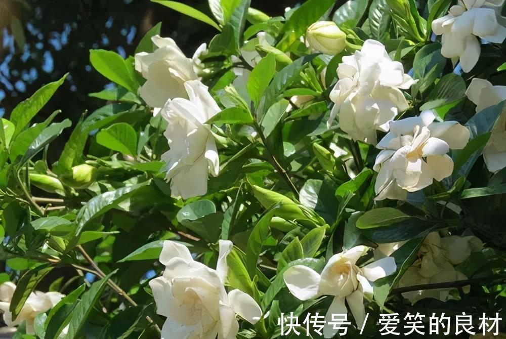 栀子花|夏天养2种花,勤修剪多晒太阳,花朵窜2米,清香小半年