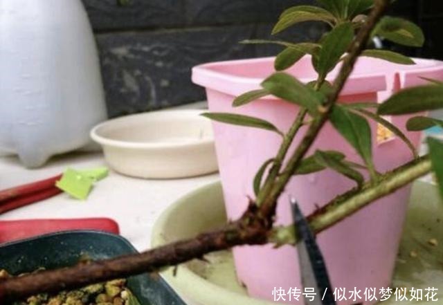 “1种花”夏季扦插,一碰到土壤,“12天”长根系,1年后开满花!