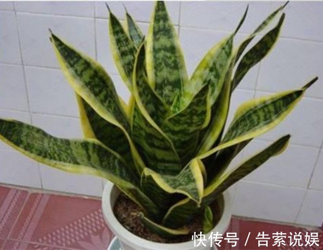 虎皮兰叶子“干瘪、发软”学会懒养，再浇“1种水”，精神抖擞