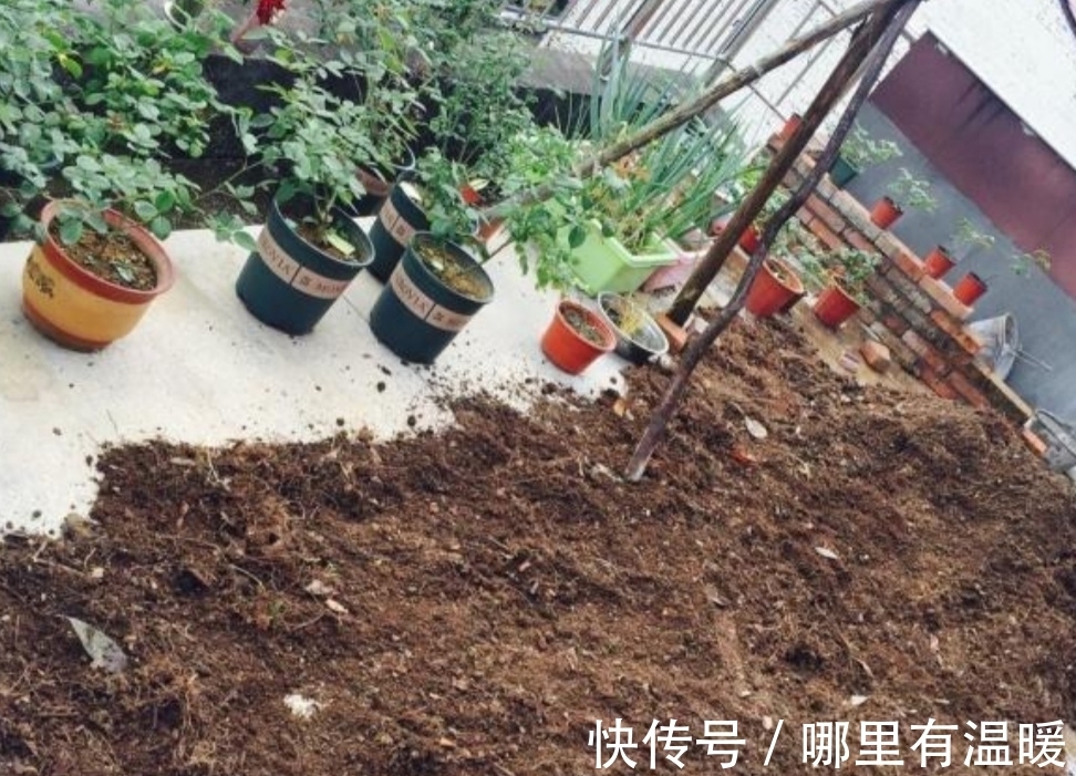 松针土|养花营养土不用买,4种材料搭配起来,松软又肥沃,养啥花都旺