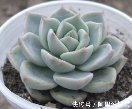 精挑细选32种多肉植物,1分钟掌握养护技巧,非常实用