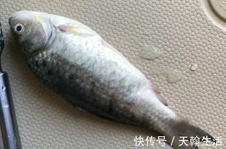 鲫鱼汤|炖鱼汤直接加水煮？难怪鱼汤不浓白还有腥味，教你正确做法