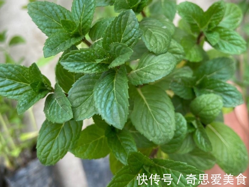 盆栽|这3种常见植物最懂得“感恩”，人养着它，它则守护着主人的健康