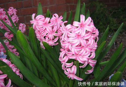 花市|11月逛花市,4种花别错过,现在养一盆,不愁冬天没花赏!