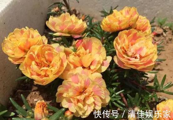 花卉|夏季养花，首选这些不怕晒，不怕旱的花卉，养着省心、看着养眼