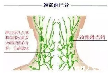 腹股沟|你的颜值，淋巴决定！学会3妙招，彻底打通经络，百病尽消！