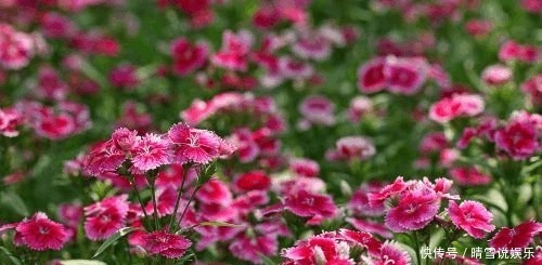 养花不开花,啥都不用学,就会用这些水浇花