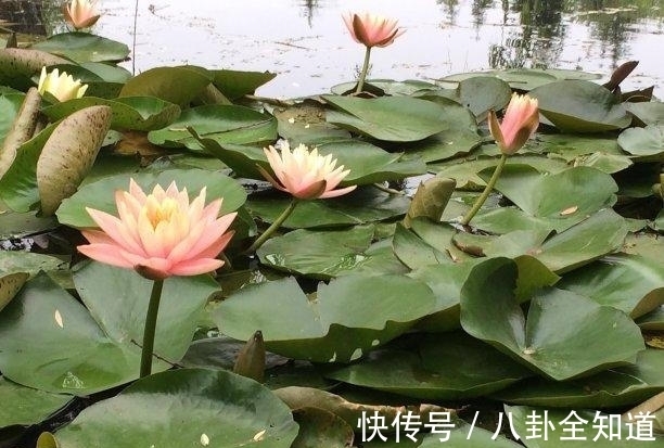 月老|未来9天,月老眷顾,相守更难,恩爱不变,难舍难分,今生不悔