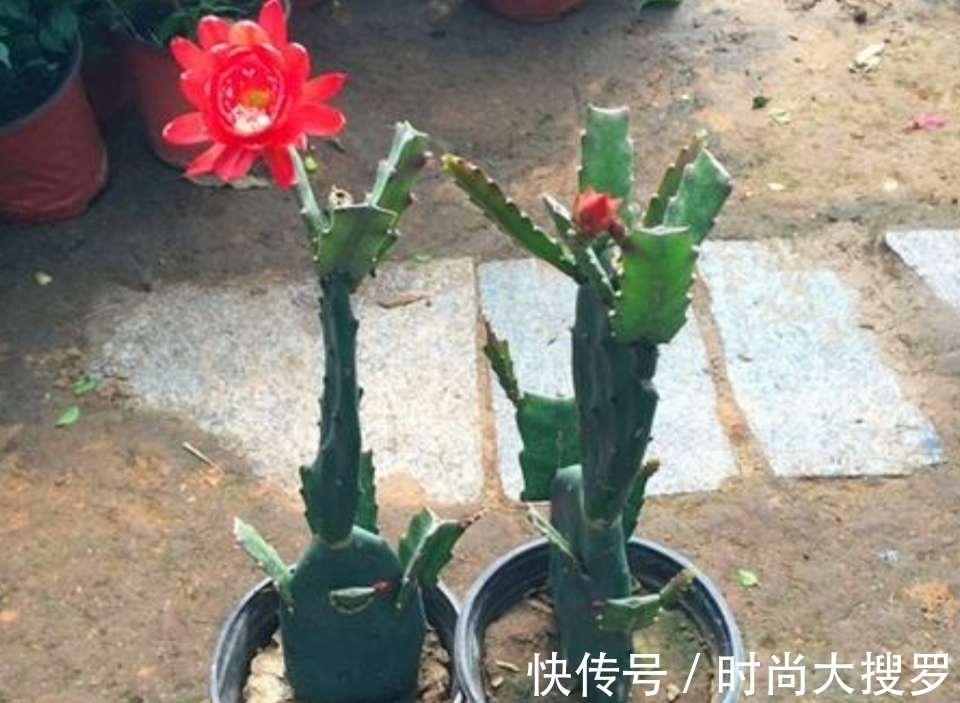 嫁接|养长寿花,用这法,1年就能成老桩,开满五色花,独特又吉祥