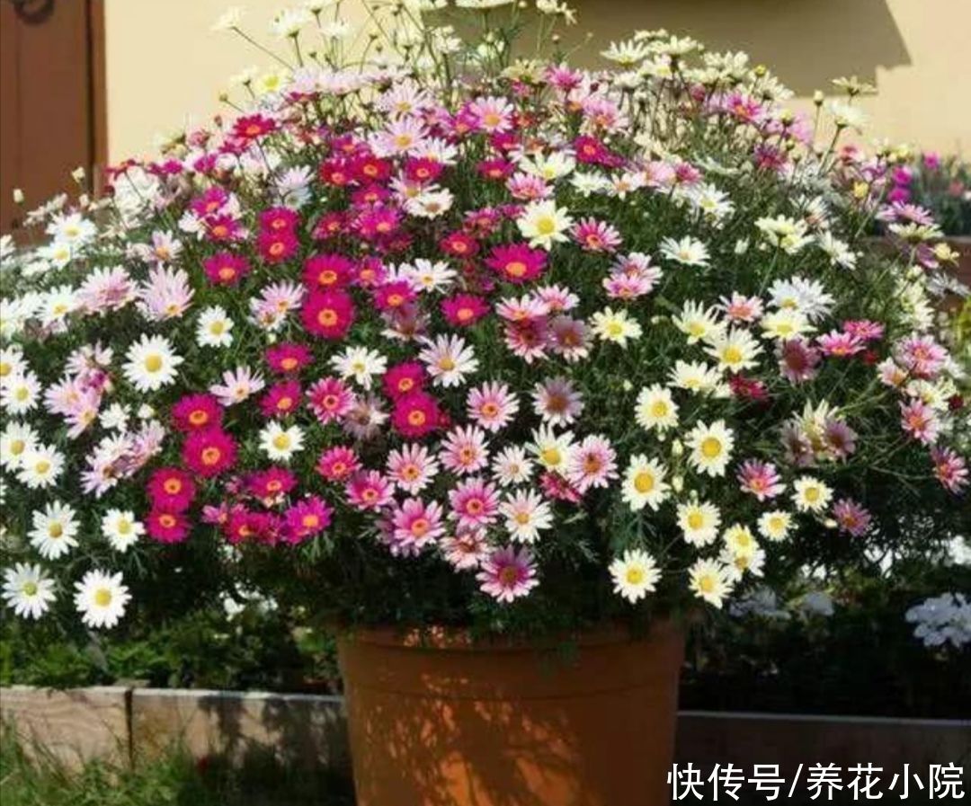 阳台上|阳台上花不在多,5种普通小盆栽,开花漂亮又好养