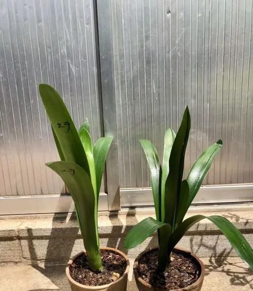 君子兰长了小苗不要随便碰,否则黄叶烂根