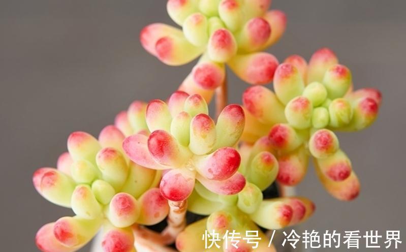 景天属|多肉果冻乙女心,自带果冻色,是果冻色系多肉里的颜值担当