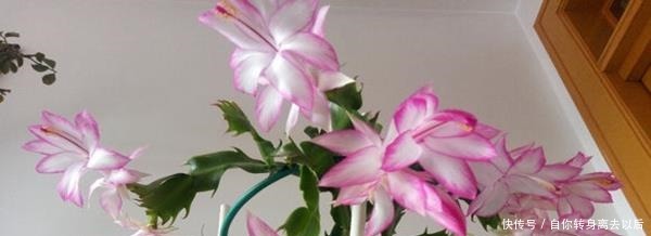 什么生根水、生根粉,通通都比不上这种油!盆里倒一点,花草疯长!