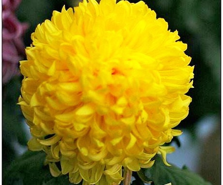 喜欢菊花,就养盆“菊中珍品”唐宇秋歌,似金辉缀宇,金光灿灿