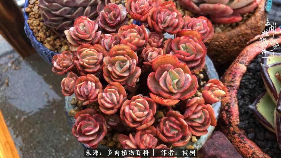 多肉度夏经验谈四季皆露养,兢兢业业养肉三年半!