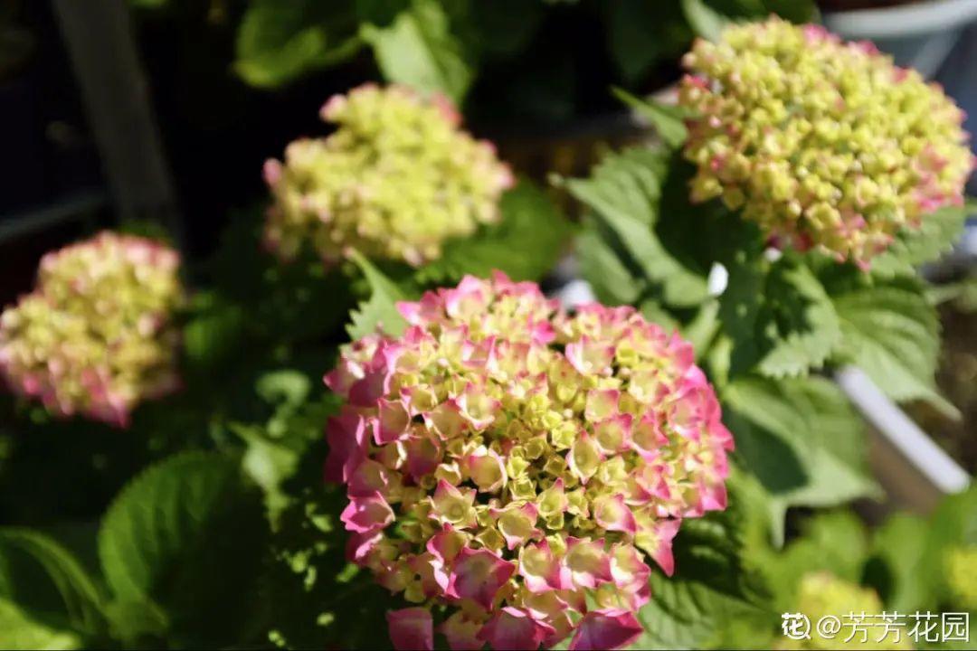 营养液|马上进入花期的花,10天一次肥,下个月就开花