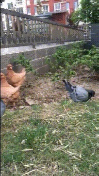 |搞笑GIF:女生千万不要穿裙子骑车 尤其是这种长裙子