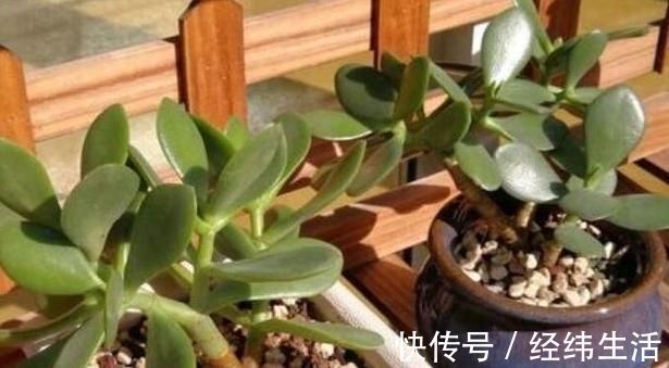 马齿苋摇身一变成“金枝玉叶”,花友1年养成老桩,高价都不卖