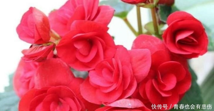 百合花|最适合新手养的4种花,开花爆盆很简单,满树都是花朵,漂亮极了