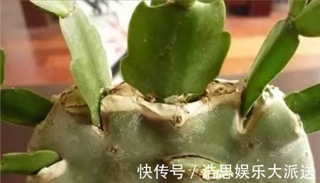 仙人掌|怎么知道仙人掌嫁接的蟹爪兰已经存活嫁接蟹爪兰提高成活有绝招