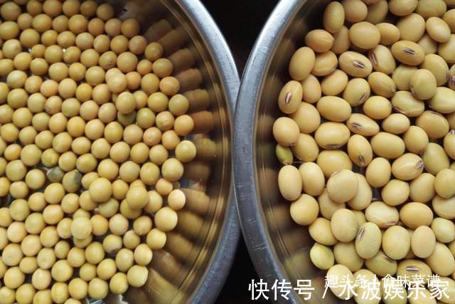 滤布|教你在家发豆芽，不用土壤不用肥料，3天就能吃，脆嫩营养又卫生