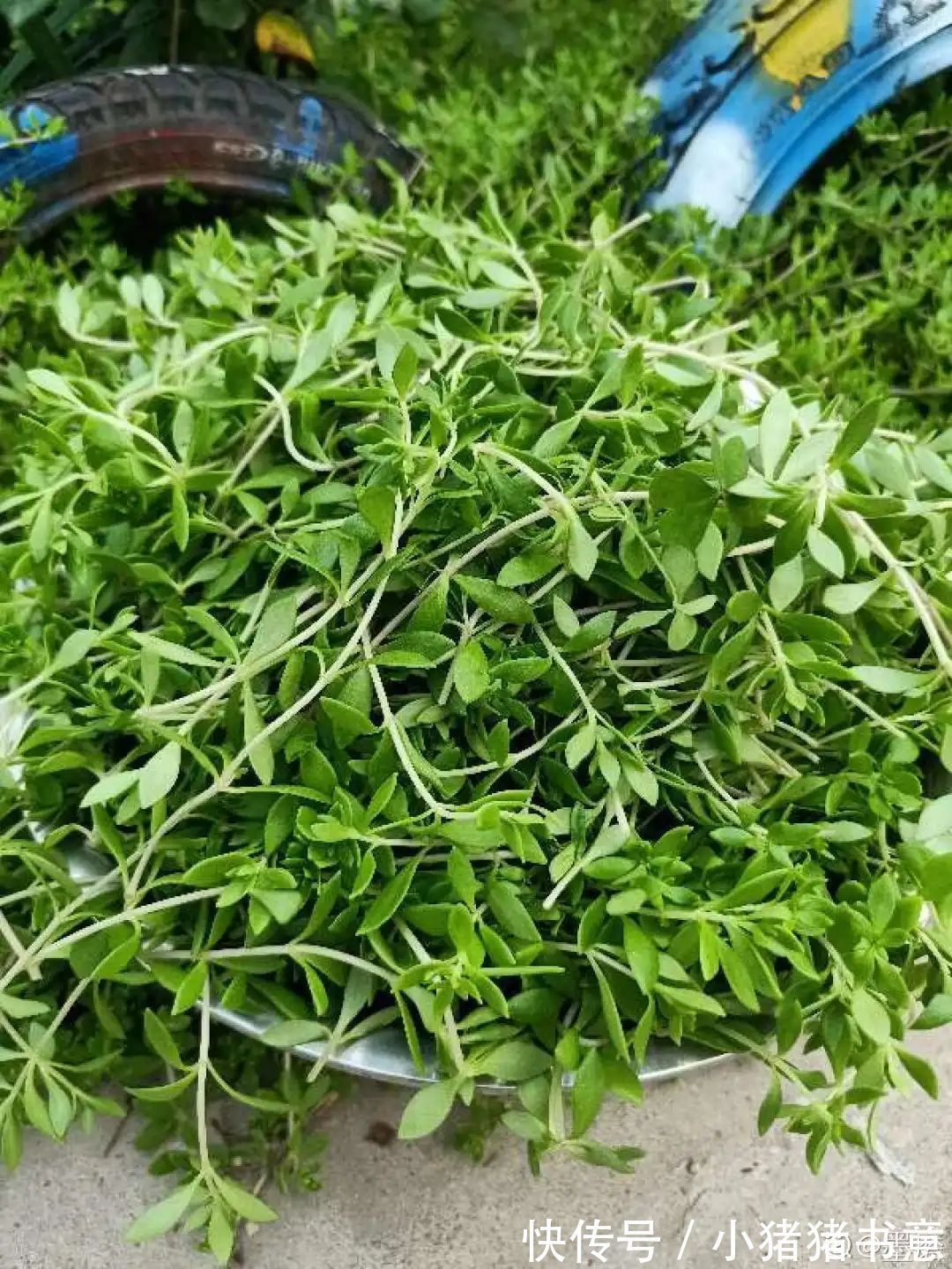 超好养的18种植物,第一名竟然是它!绿萝只能排倒数