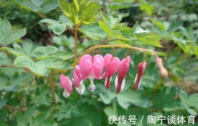 潮湿|院子里的阴凉角落,种上4种花,耐阴开花美,一年四季不用管