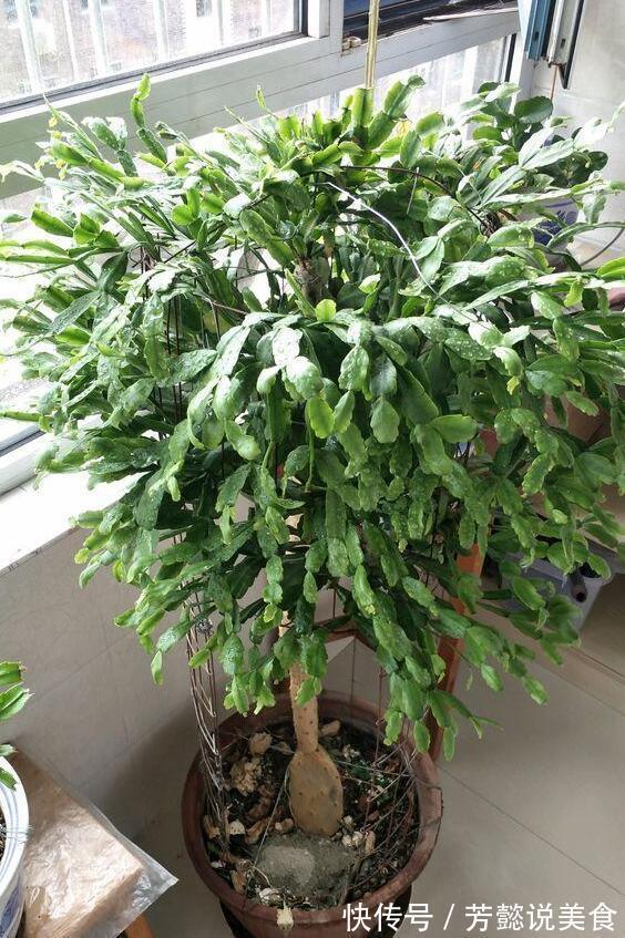 仙人掌如何嫁接蟹爪兰教你3个嫁接小妙招，方法对了，开花多3倍