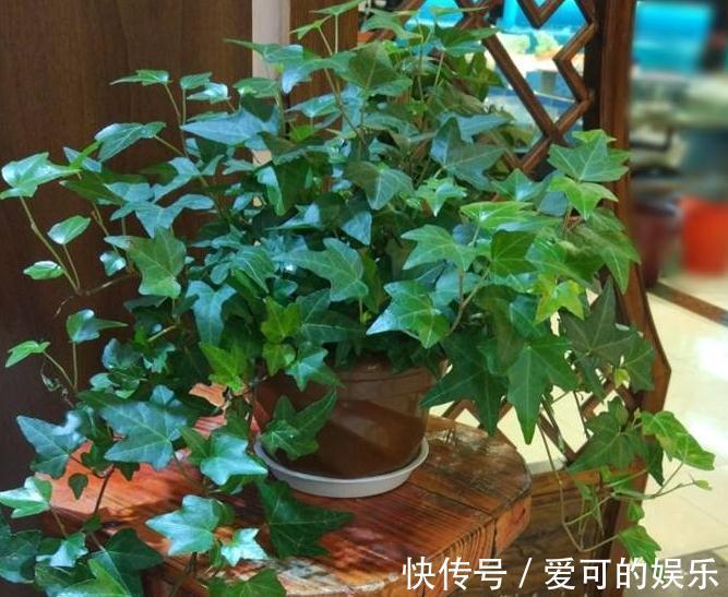 家里采光差，养上3种耐阴花，大气，上档次，皮实又好养