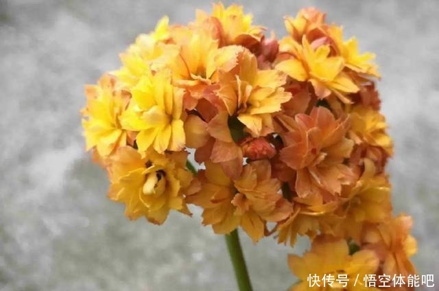 花一变这样，就是休眠了，赶紧换个地方养！花一变这样，就是休眠了，赶紧换个地方养！