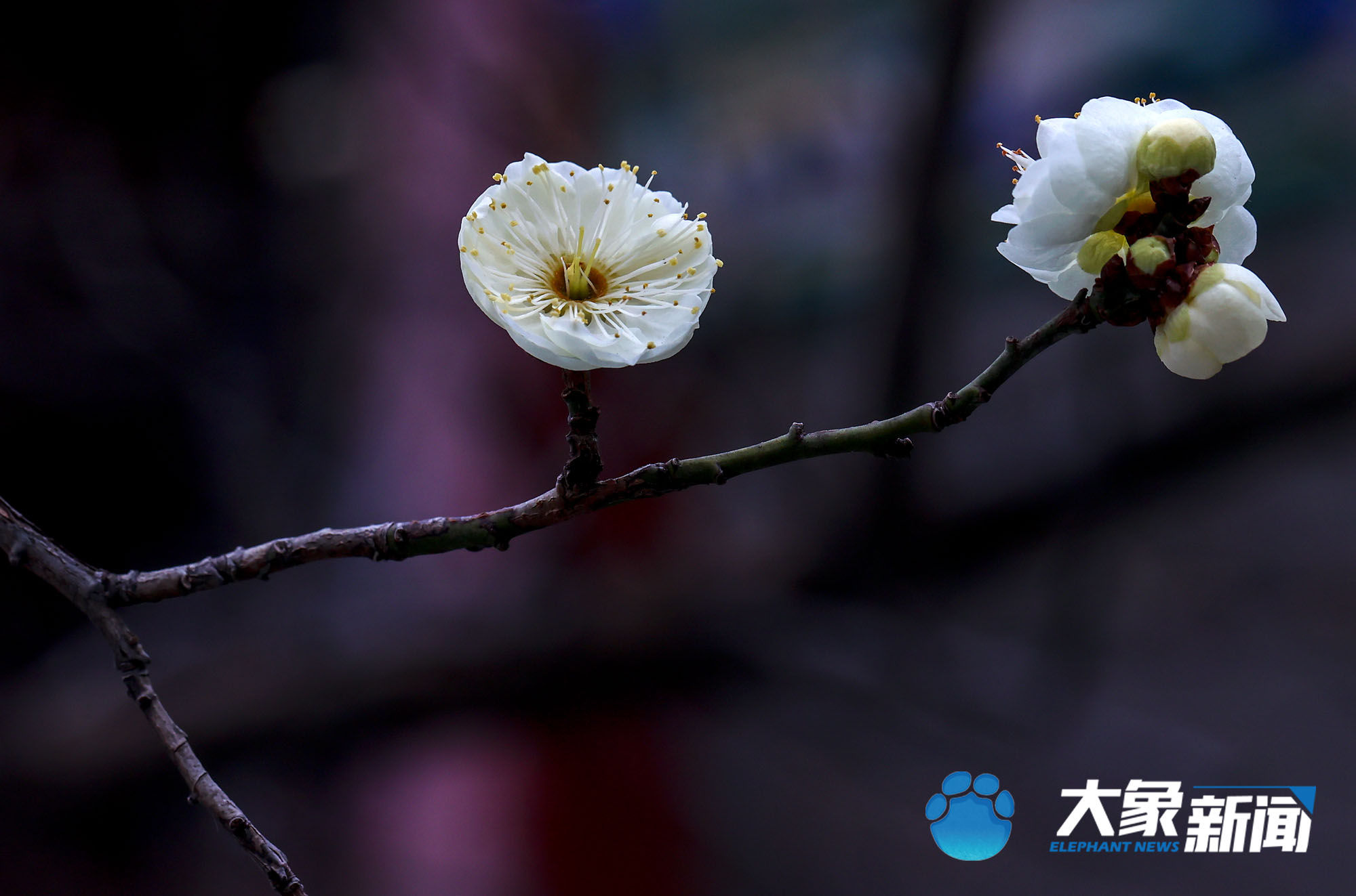 梅花|凌寒傲立、暗香浮动！这是郑州市公园里经风雪洗礼后的梅花