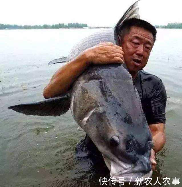 安徽男子一不小心实现大鱼梦,去鳞用锄头鱼石烟盒大,网友:放生