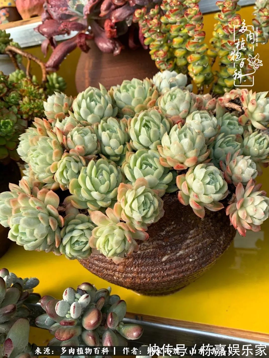 大棚|多肉住进暖棚,坦然越冬,放肆浇水,这个冬天有点甜!