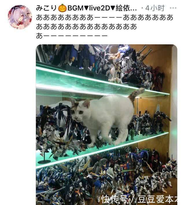 主子|小猫咪能有什么坏心思呢?养手办还养猫的惨状,哭笑不得