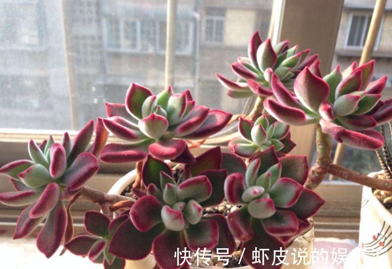 邻居养了盆红彤彤的多肉,自带绒毛可爱十足,相信你会喜欢的